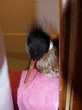 red breasted merganser recovers in small tub