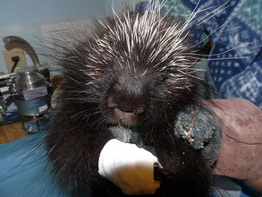 Pregnant North American Porcupine patient recovers