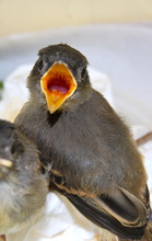 Orphaned Eastern phoebes cared for at clinic