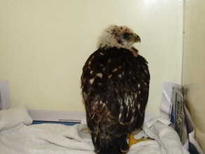 One of over 1,200 patients admitted in 5 months