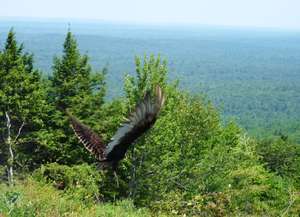Turkey vulture release back into the wild