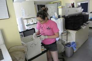 Intern feeding songbirds in our baby bird room