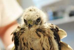 Nestling broad-winged hawk with wound