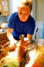 Wildlife Specialist works in our 57sq ft exam room