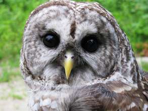 Build a Wildlife Medical Clinic/ Education Center