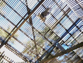 red tailed hawk rescued from highway soars again