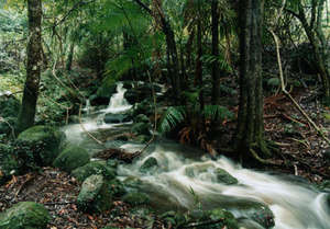 Wilson's Creek