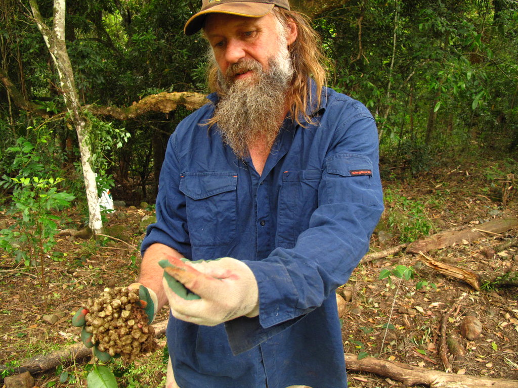 Help Aboriginal Green Team For Australia's Forests