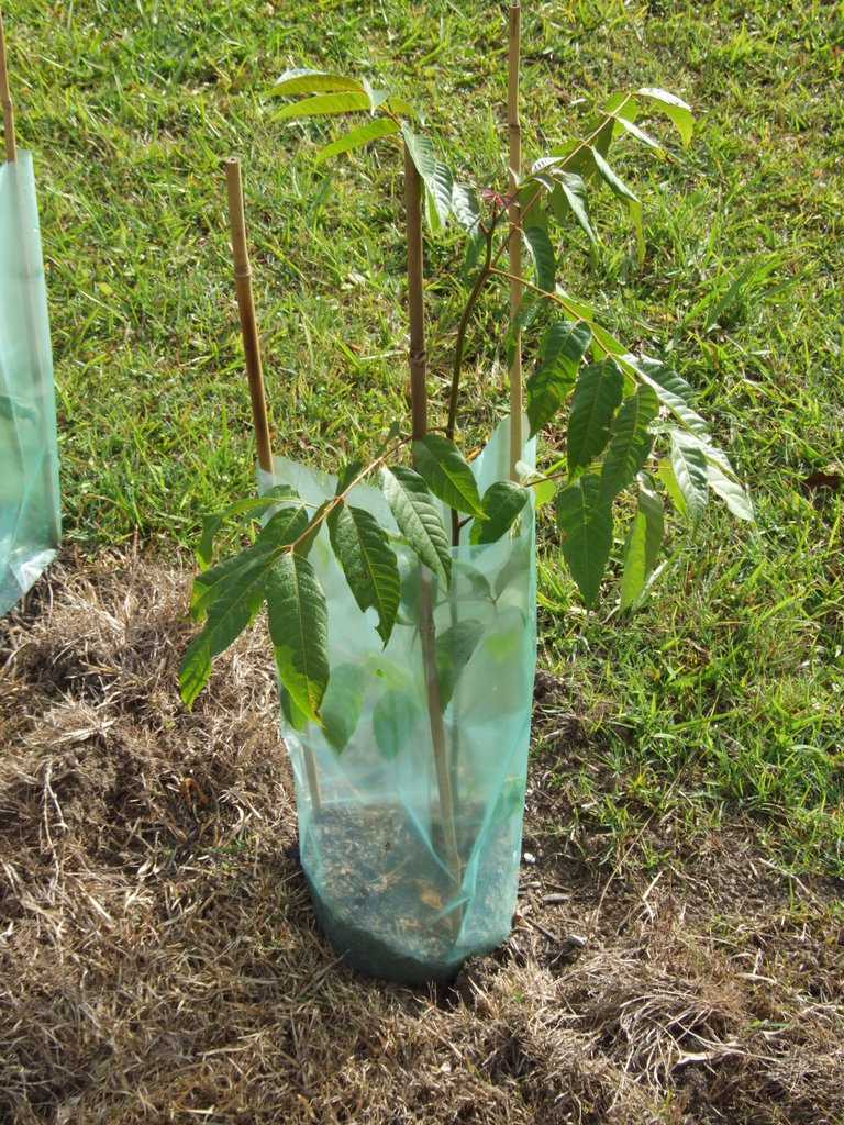 Help Aboriginal Green Team For Australia's Forests