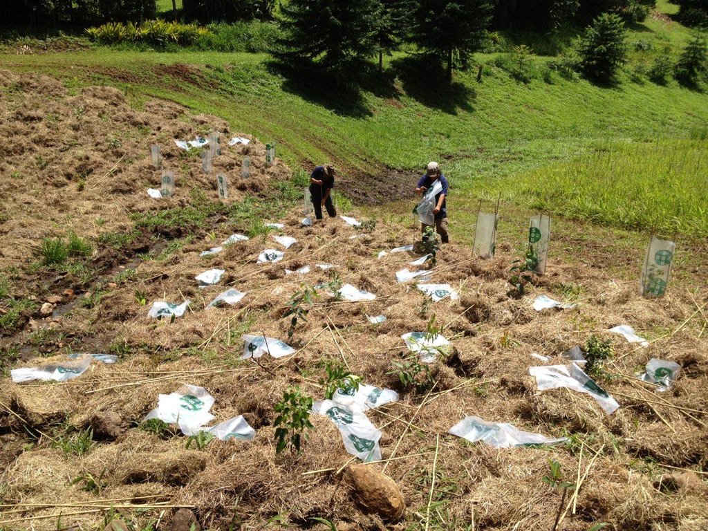 Help Aboriginal Green Team For Australia's Forests