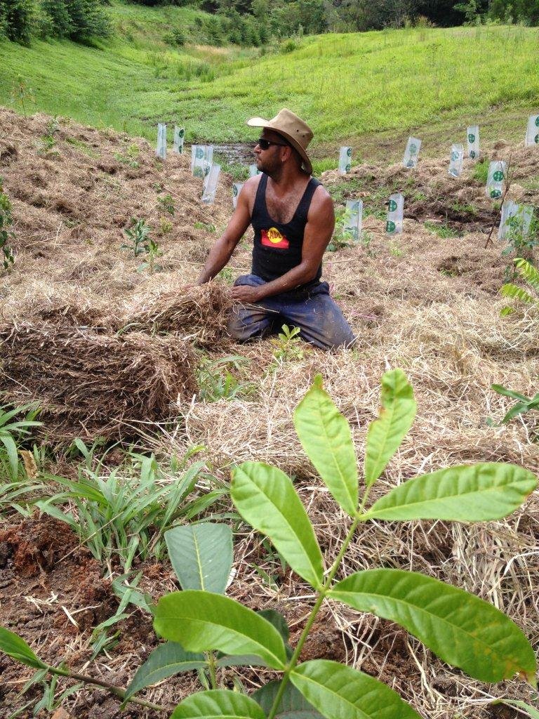 Help Aboriginal Green Team For Australia's Forests