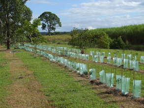 Tree Planting in The Big Scrub