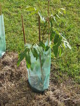 Tree Planting