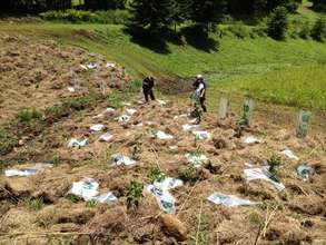 Planting in The Big Scrub Rainforest