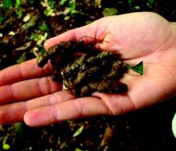 Madira Vine Weeded