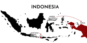 North Sulawesi to Papua Reduced 50 percent!