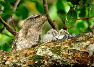 Papuan Frogmouth - Allen Sheather