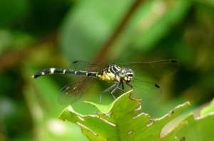 Lemon-Tipped Hunter - Allen Sheather