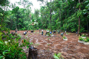volunteers planting trees you have adopted