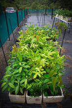 some of the 2000 seedlings grown in 2014