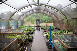 Our productive Daintree nursery