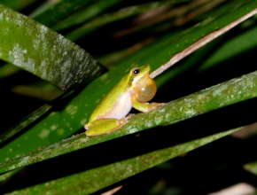 Eastern Dwarf Tree Frog - Allen Sheather