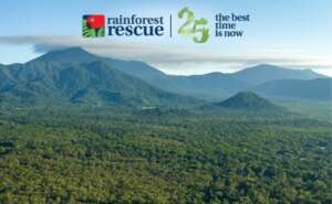 Rainforest Rescue - the best time is now