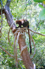 Bennetts Tree Kangaroo - Credit Mungumby Lodge