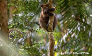 Bennetts Tree Kangaroo, credit David White