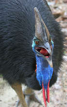 A great cassowary
