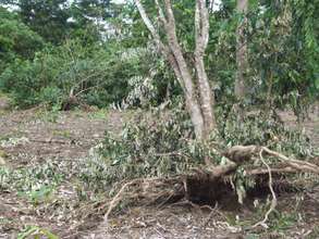 The cyclone damage wasn't too bad