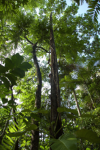 Daintree lowland rainforest