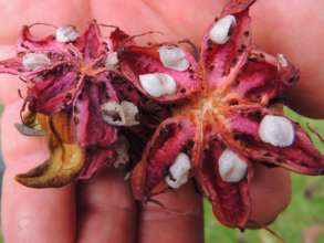 Rainforest fruit seed collection activity