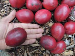 Some rainforest fruit seed collection activity
