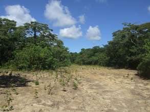 The most recent planting of 2000 trees