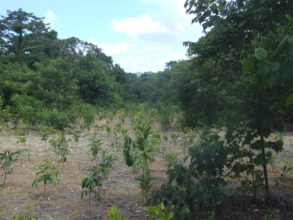 Maturing seedlings at Lot 96 Cape Tribulation