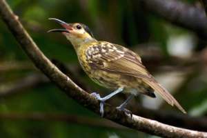 Macleay Honeyeater