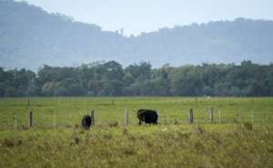 Cattle would likely replace cane unless we act