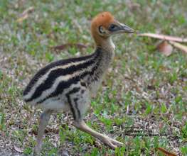 Peanut, cassowary chick