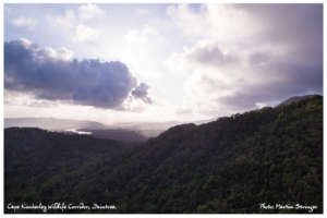 Latest rainforest property rescued