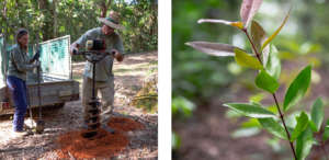 Joe, Basil and a rainforest seedling