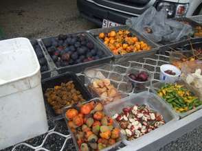 Rainforest fruits collected for seeds