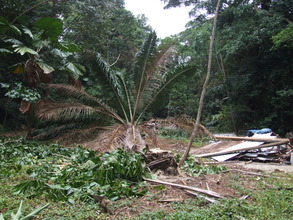 five Oil Palms that covered nearly one hectare