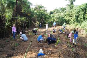 Planting Trees in Australia's Precious Rainforests