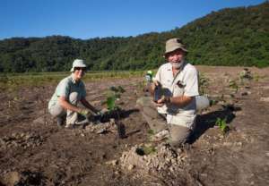 Rainforest Rescue Volunteers planting trees