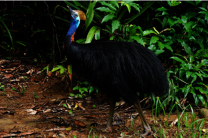 Cassowary - Martin Stringer Photography