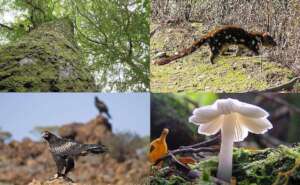 Flora and fauna of Forest Lodge, Tasmania