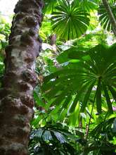 Fan palms in the Daintree Rainforest