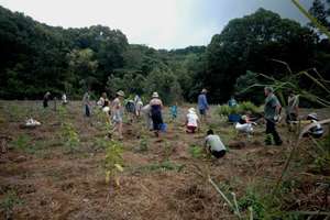 Restoring Cleared Areas