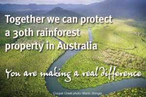 Cooper Creek, Daintree Rainforest